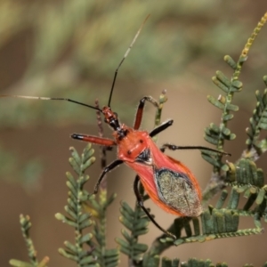 Gminatus australis at Kuringa Woodlands - 14 Feb 2023