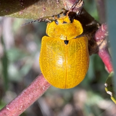 Paropsis augusta (A eucalypt leaf beetle) at Cabramurra, NSW - 13 Dec 2023 by SteveBorkowskis