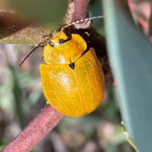 Paropsis augusta at Kosciuszko National Park - 14 Dec 2023