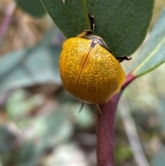 Paropsis augusta at Kosciuszko National Park - 14 Dec 2023