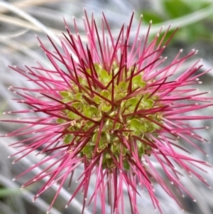 Acaena novae-zelandiae at Kosciuszko National Park - suppressed