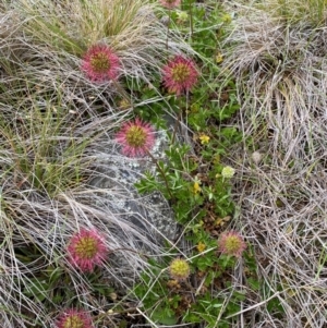 Acaena novae-zelandiae at Kosciuszko National Park - suppressed