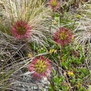 Acaena novae-zelandiae at Kosciuszko National Park - suppressed