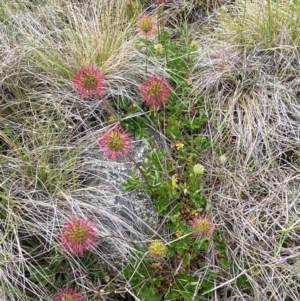 Acaena novae-zelandiae at Kosciuszko National Park - suppressed