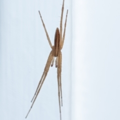 Thasyraea lepida (Prowling spider) at Penrose, NSW - 15 Dec 2023 by Aussiegall