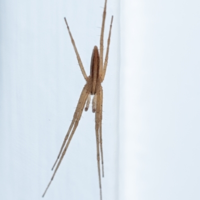 Thasyraea lepida (Prowling spider) at Penrose, NSW - 15 Dec 2023 by Aussiegall
