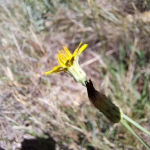 Hypochaeris radicata at Justice Robert Hope Reserve (JRH) - 16 Dec 2023