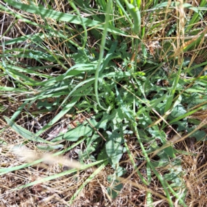 Hypochaeris radicata at Undefined Area - 16 Dec 2023 09:59 AM