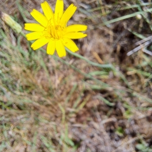 Hypochaeris radicata at Justice Robert Hope Reserve (JRH) - 16 Dec 2023 09:59 AM