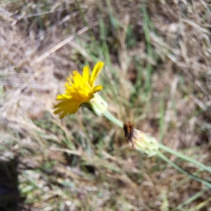 Hypochaeris radicata at Justice Robert Hope Reserve (JRH) - 16 Dec 2023