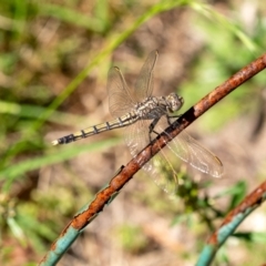 Unidentified Dragonfly (Anisoptera) at Penrose, NSW - 15 Dec 2023 by Aussiegall