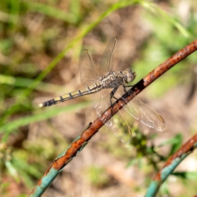 Orthetrum caledonicum (Blue Skimmer) at Penrose - 15 Dec 2023 by Aussiegall