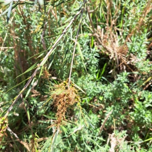 Callistemon sp. at Justice Robert Hope Reserve (JRH) - 16 Dec 2023