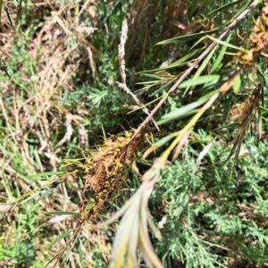 Callistemon sp. at Justice Robert Hope Reserve (JRH) - 16 Dec 2023