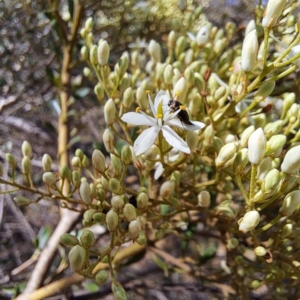 Mordellidae (family) at Justice Robert Hope Reserve (JRH) - 16 Dec 2023 10:29 AM