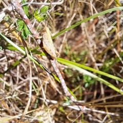 Phaulacridium vittatum (Wingless Grasshopper) at Watson Woodlands - 15 Dec 2023 by abread111