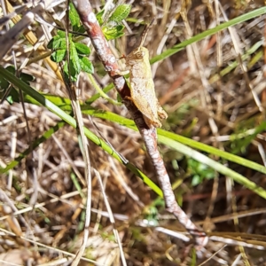 Phaulacridium vittatum at Justice Robert Hope Reserve (JRH) - 16 Dec 2023 10:42 AM