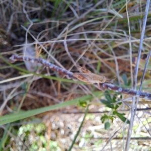 Phaulacridium vittatum at Justice Robert Hope Reserve (JRH) - 16 Dec 2023