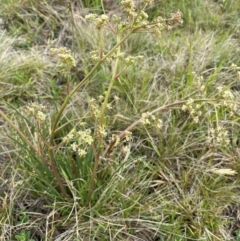 Aciphylla simplicifolia (Mountain Aciphyll) at Kosciuszko National Park - 13 Dec 2023 by SteveBorkowskis