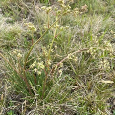 Aciphylla simplicifolia (Mountain Aciphyll) at Kosciuszko National Park - 14 Dec 2023 by SteveBorkowskis