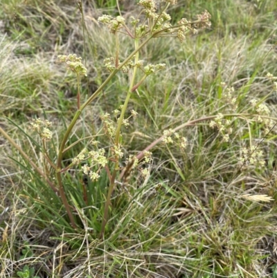 Aciphylla simplicifolia (Mountain Aciphyll) at Cabramurra, NSW - 13 Dec 2023 by SteveBorkowskis