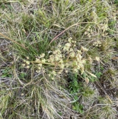 Aciphylla simplicifolia at Kosciuszko National Park - suppressed