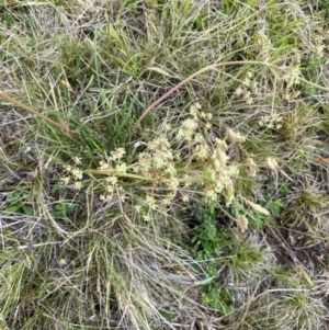 Aciphylla simplicifolia at Kosciuszko National Park - 14 Dec 2023