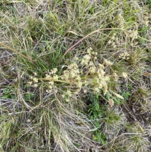 Aciphylla simplicifolia at Kosciuszko National Park - suppressed