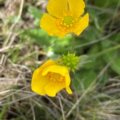 Ranunculus lappaceus (Australian Buttercup) at Kosciuszko National Park - 14 Dec 2023 by SteveBorkowskis