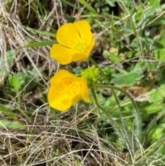 Ranunculus lappaceus at Kosciuszko National Park - 14 Dec 2023