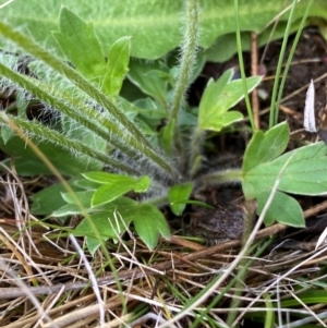 Ranunculus lappaceus at Kosciuszko National Park - suppressed