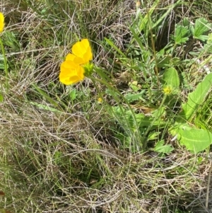 Ranunculus lappaceus at Kosciuszko National Park - 14 Dec 2023