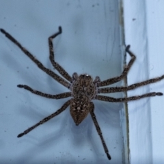 Neosparassus calligaster (Beautiful Badge Huntsman) at Penrose - 15 Dec 2023 by Aussiegall