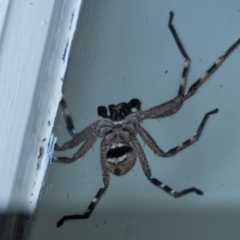 Neosparassus calligaster at Wingecarribee Local Government Area - suppressed