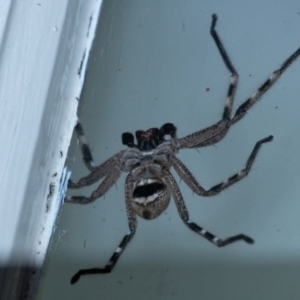 Neosparassus calligaster at Wingecarribee Local Government Area - suppressed