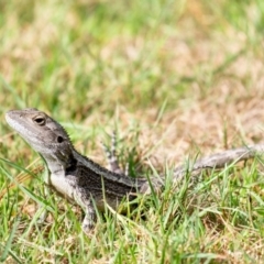 Amphibolurus muricatus (Jacky Lizard) at Penrose - 15 Dec 2023 by Aussiegall