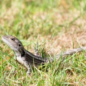 Amphibolurus muricatus at Wingecarribee Local Government Area - 16 Dec 2023