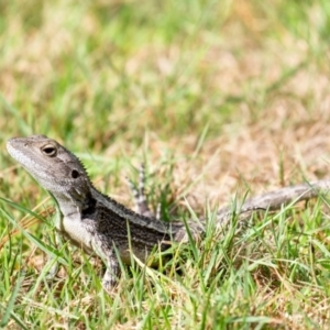 Amphibolurus muricatus at Wingecarribee Local Government Area - 16 Dec 2023 09:11 AM