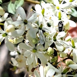 Mordellidae (family) at Justice Robert Hope Reserve (JRH) - 16 Dec 2023