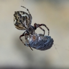 Unidentified Spider (Araneae) at Penrose, NSW - 15 Dec 2023 by Aussiegall