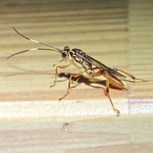 Ichneumonidae (family) at QPRC LGA - 16 Dec 2023