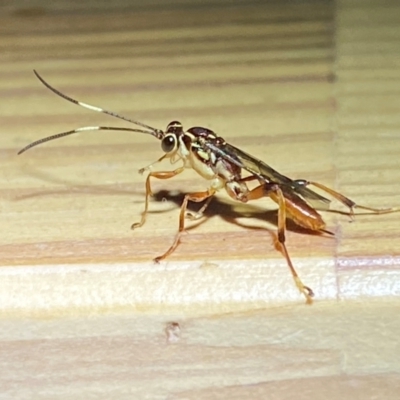 Ichneumonidae (family) (Unidentified ichneumon wasp) at Jerrabomberra, NSW - 16 Dec 2023 by SteveBorkowskis