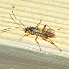 Ichneumonidae (family) at QPRC LGA - suppressed