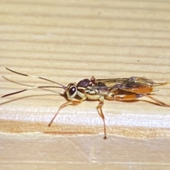 Ichneumonidae (family) at QPRC LGA - suppressed