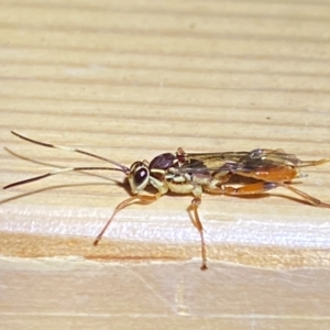 Ichneumonidae (family) at QPRC LGA - 16 Dec 2023