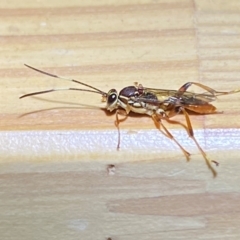 Ichneumonidae (family) at QPRC LGA - suppressed