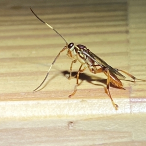 Ichneumonidae (family) at QPRC LGA - suppressed