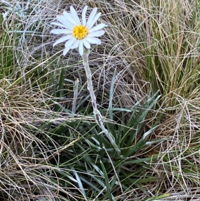 Celmisia tomentella (Common Snow Daisy) at Kosciuszko National Park - 13 Dec 2023 by SteveBorkowskis