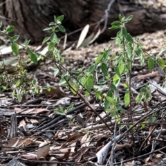 Pomaderris pallida (Pale Pomaderris) at Higgins, ACT - 16 Dec 2023 by Untidy