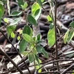 Pomaderris pallida at Higgins Woodland - 16 Dec 2023